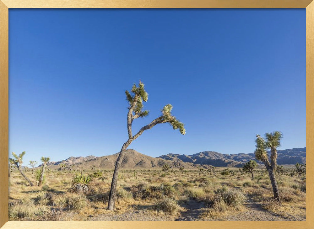 Joshua Tree National Park Impression Poster