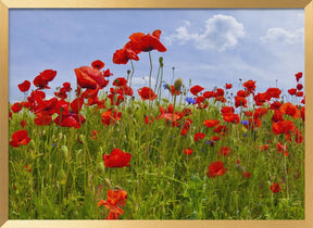 Field of Poppies | panoramic view Poster