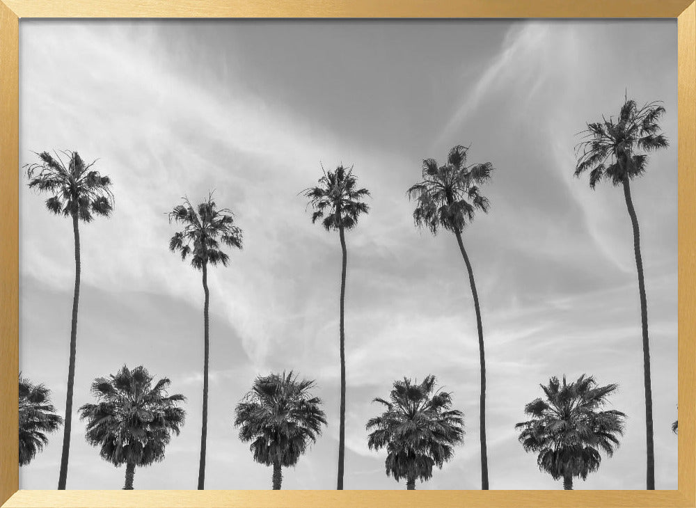 Palm Trees in La Jolla, California Poster