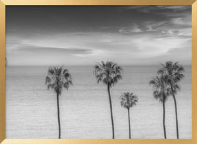 Lovely Palm Trees at the Ocean | monochrome Poster