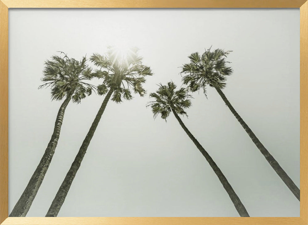 Lovely vintage palm trees in the sun Poster