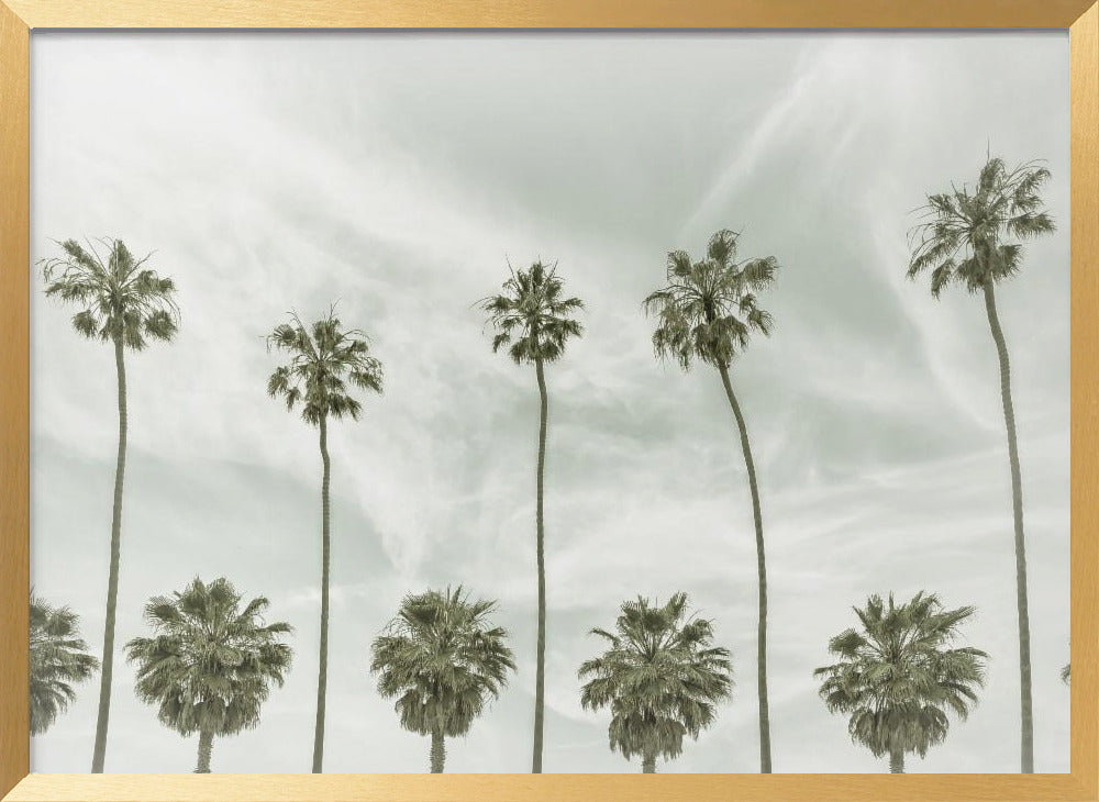 California vintage palm trees Poster