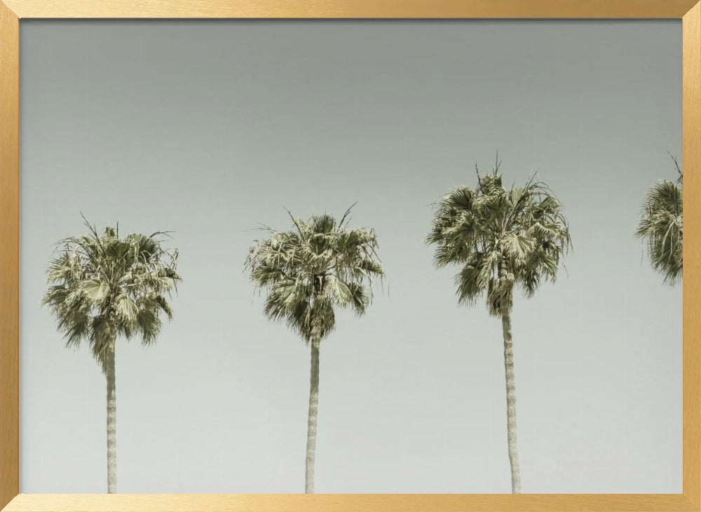 Panoramic Vintage Palm Trees Poster