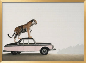 Tiger om a car roof Poster