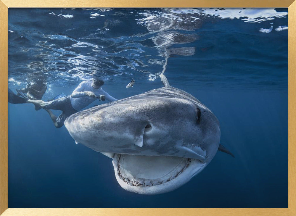 Very close up of Tiger Shark Poster