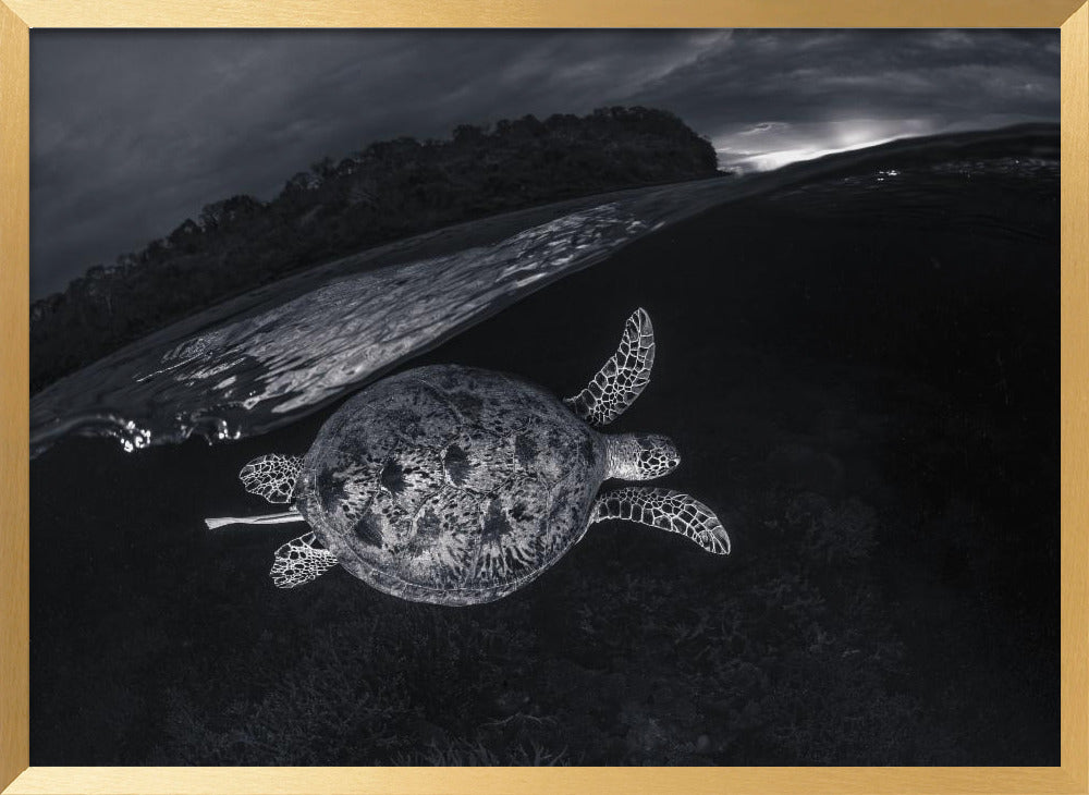 Monochrone, Split Level and Green Sea Turtle Poster