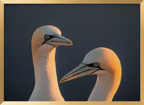 Northern gannet Poster