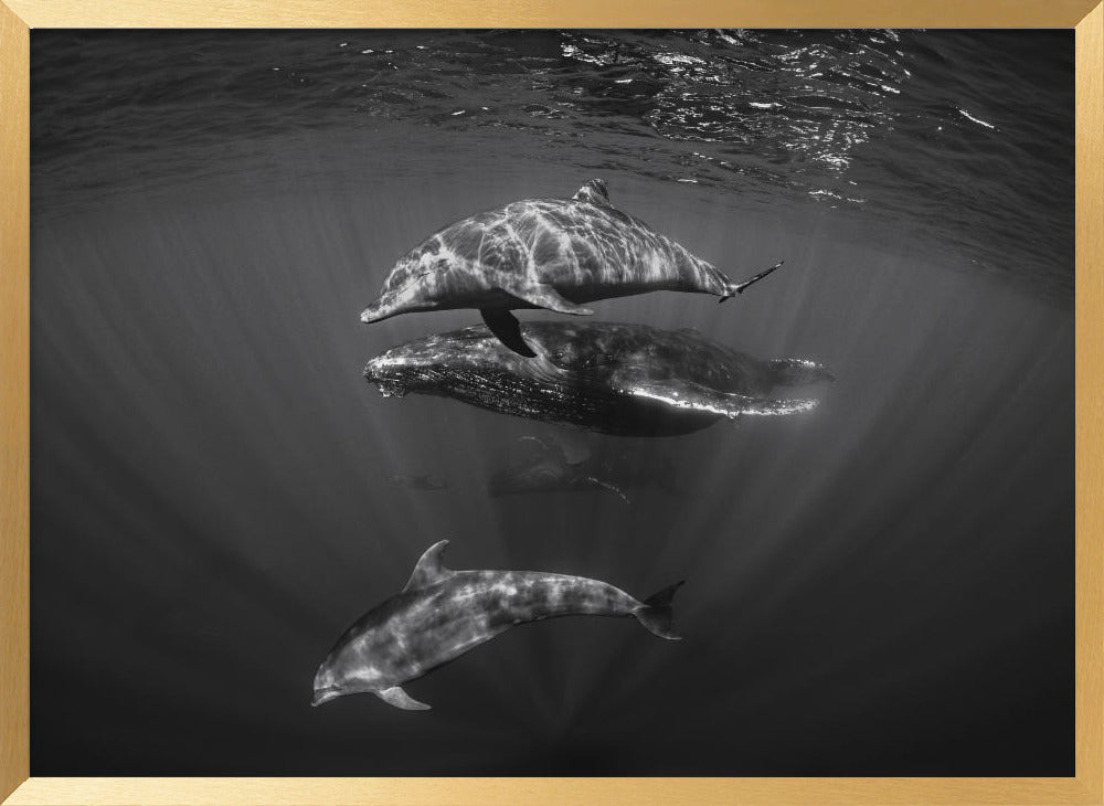 Dolphins with Black and whale Poster