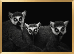 Lemur Trio Poster