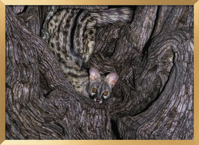 Small Spotted Genet Poster