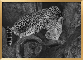 Leopard on A Tree Poster