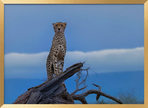 Cheetah Poster