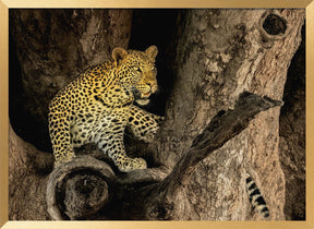 Leopard on A Tree Poster