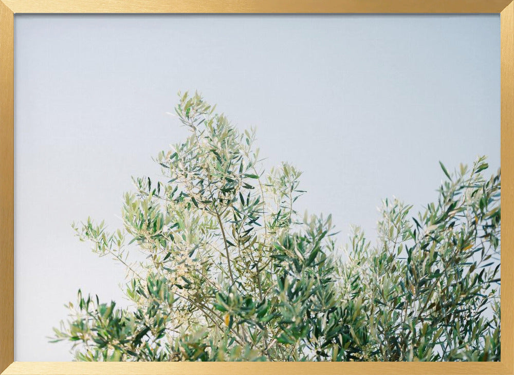 Olives In Ostuni | Italy Travel Photography Poster