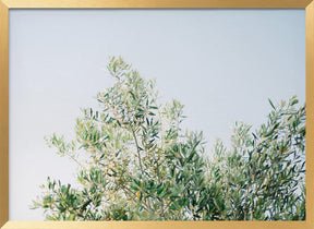 Olives In Ostuni | Italy Travel Photography Poster