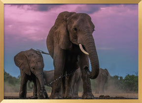 Elephants Poster