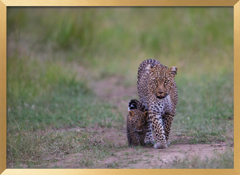 leopard family Poster