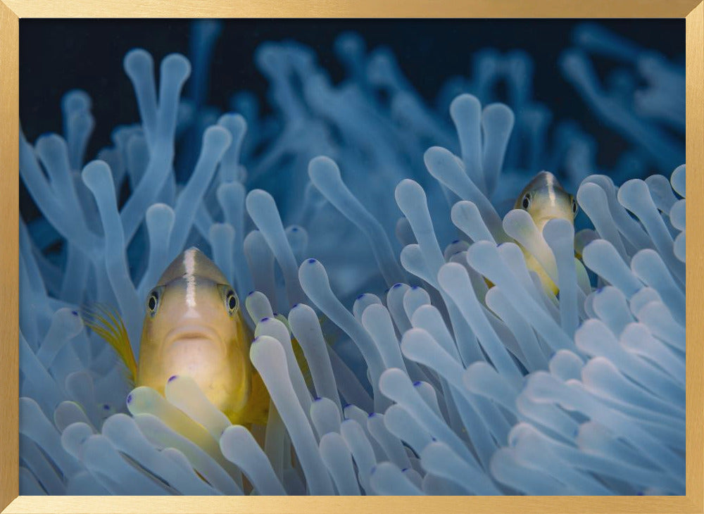 Skunk-striped anemonefish Poster