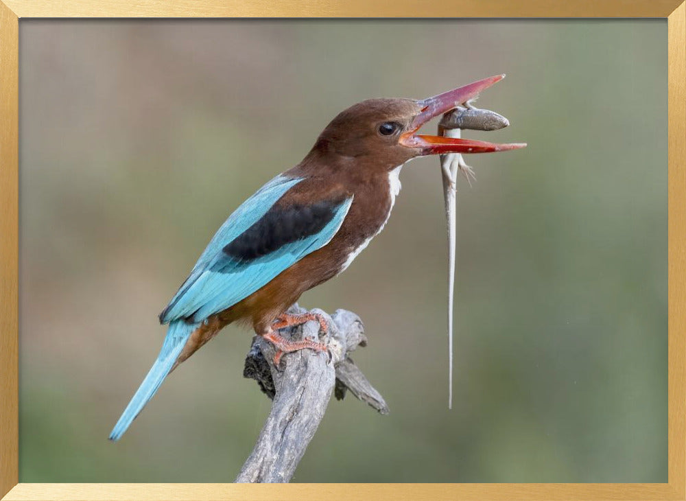 Kingfisher with catch Poster