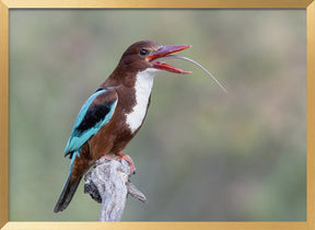 Long tongue Poster