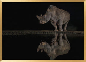 Rhino at the Night Poster