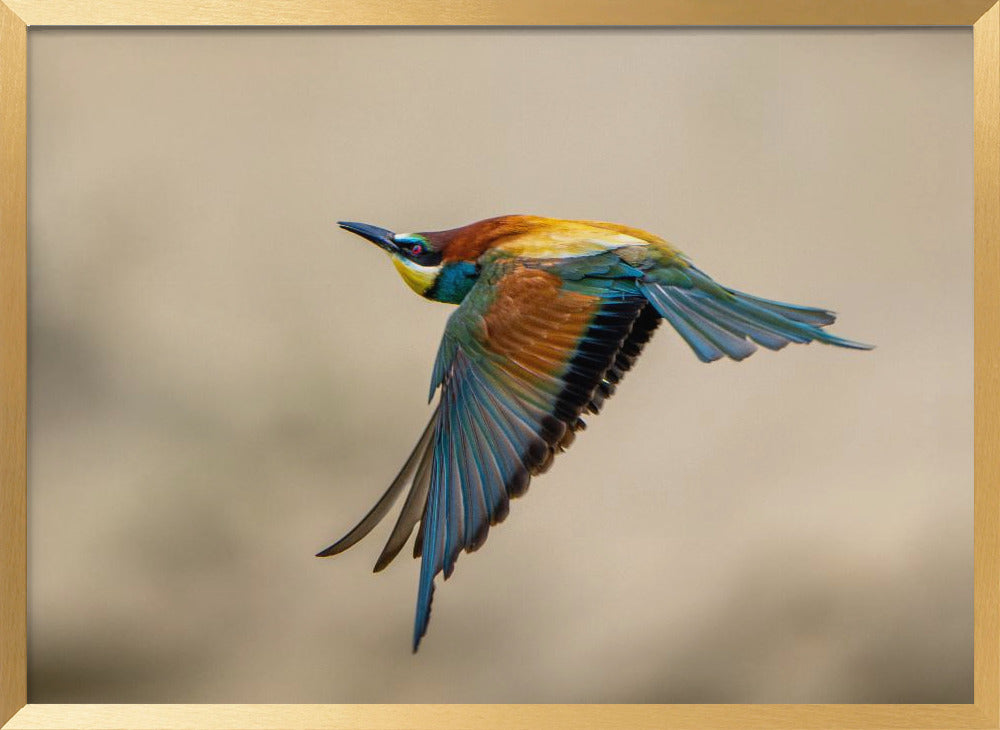 Bee-eater Poster