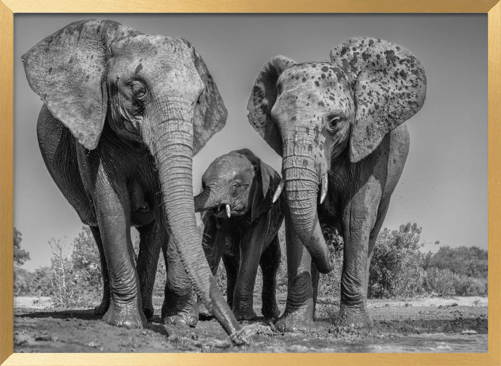 Elephant Family Poster