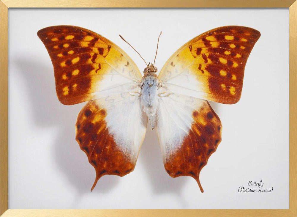 Butterfly - 4 Poster