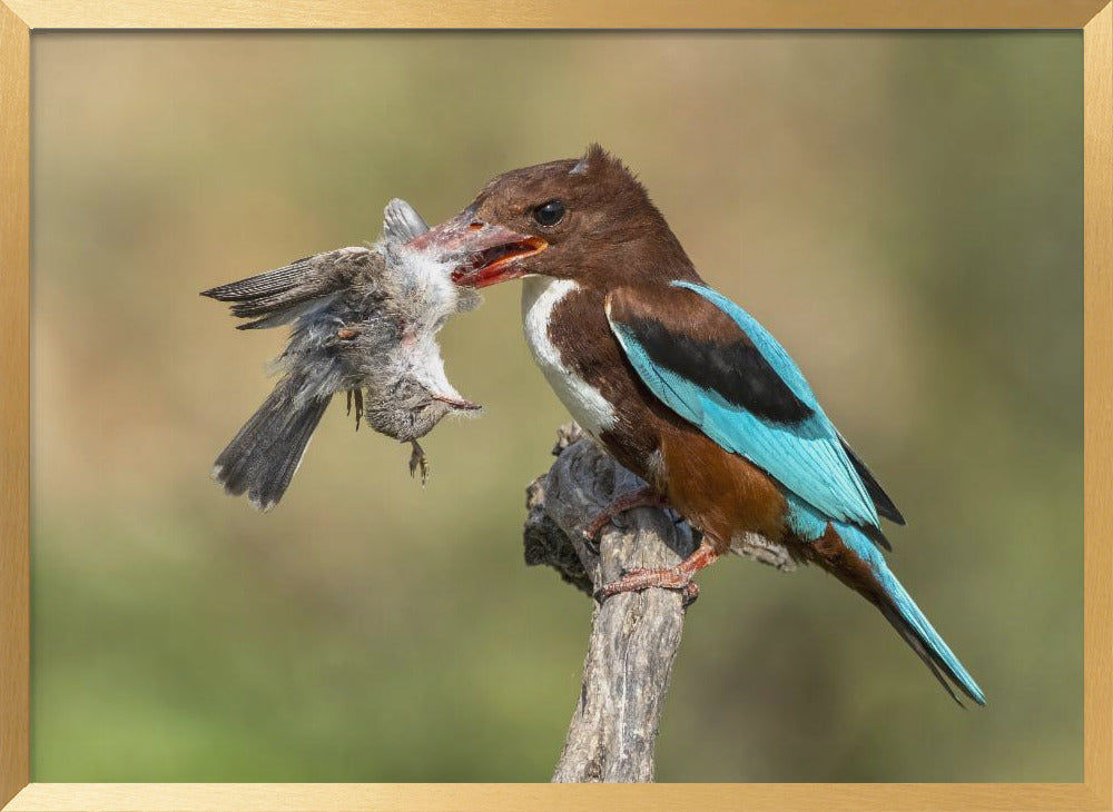 White-throated kingfisher catch Poster