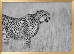 Side view of cheetah standing on field Poster