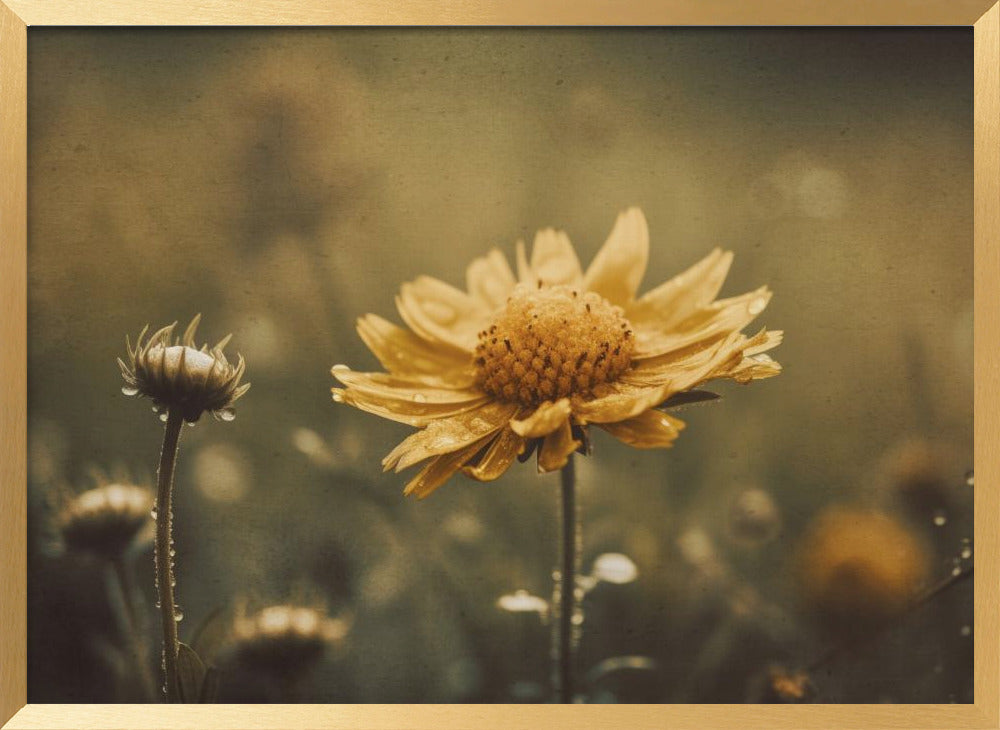 Yellow Field Flower Poster