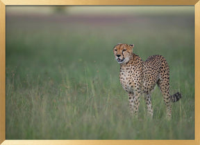 A cheetah on the hunt Poster