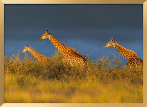 Giraffes at The Sunset Poster