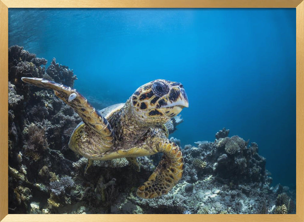 Hawksbill turtle Poster