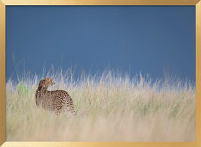 Young cheetah before some rain Poster