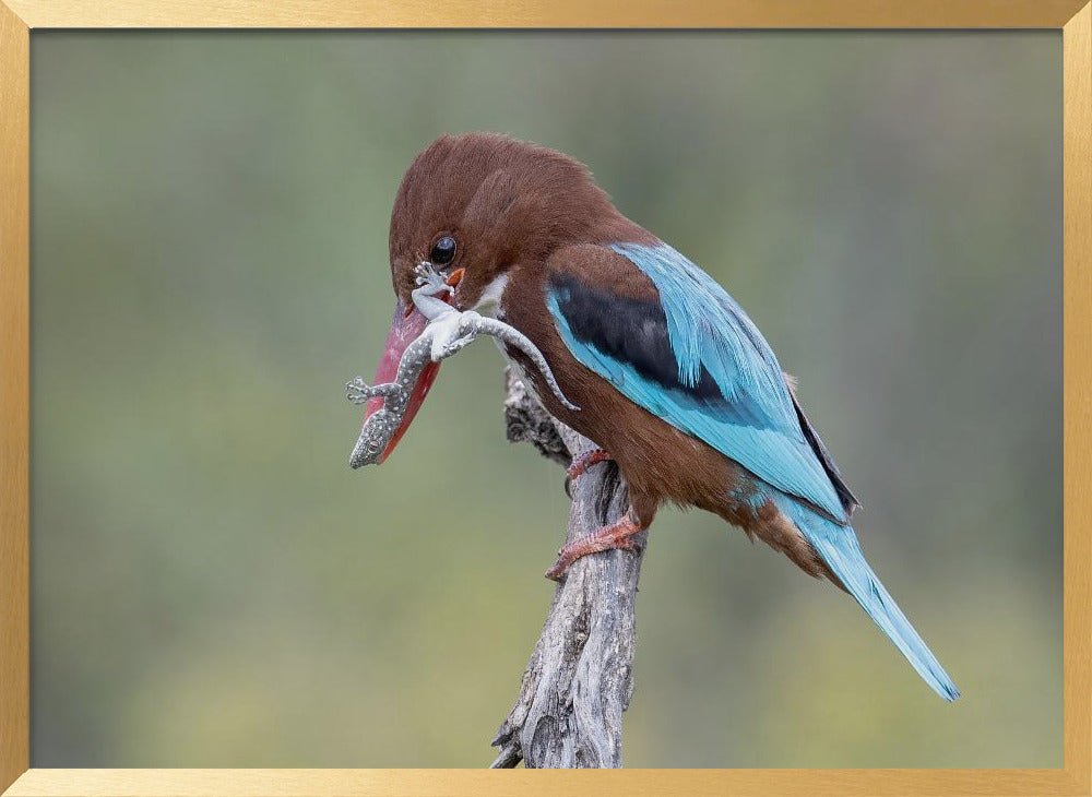 White-throated Kingfisher Poster