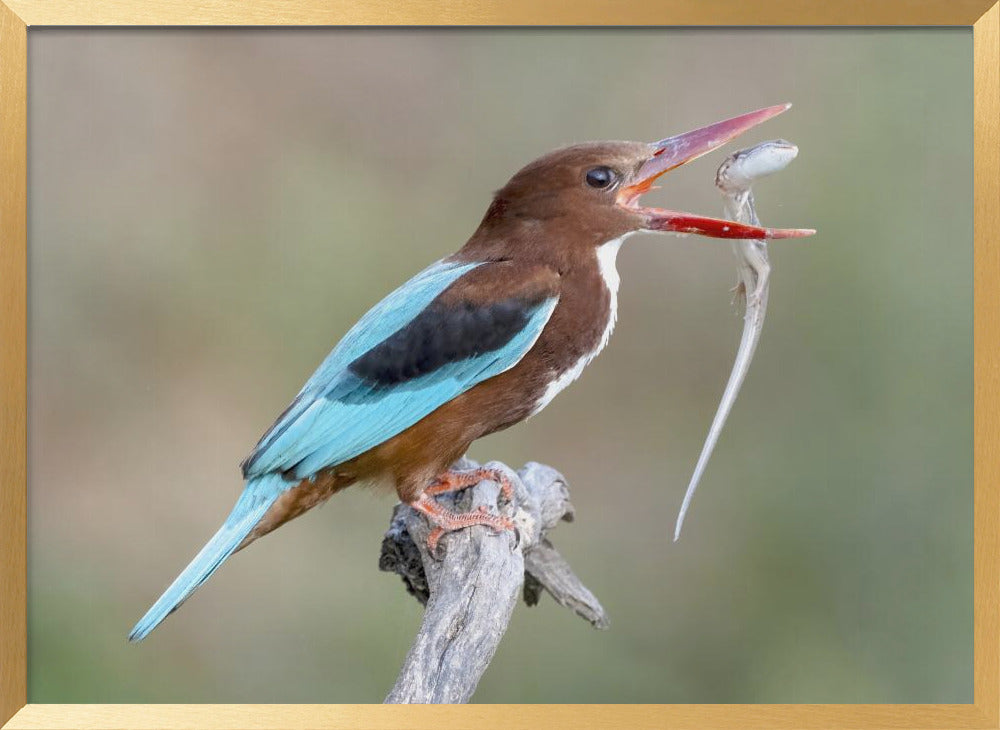 White-throated Kingfisher Poster