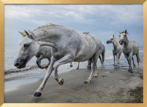 Camargue horses Poster