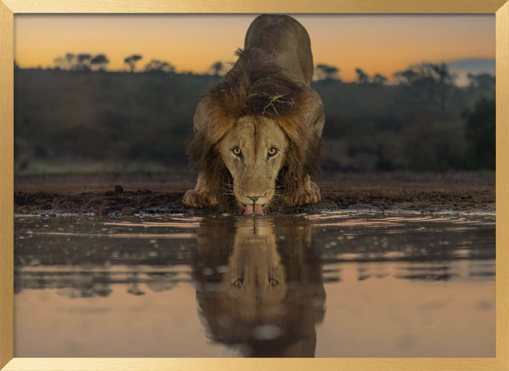 Lion Drinking at The Sunrise Poster