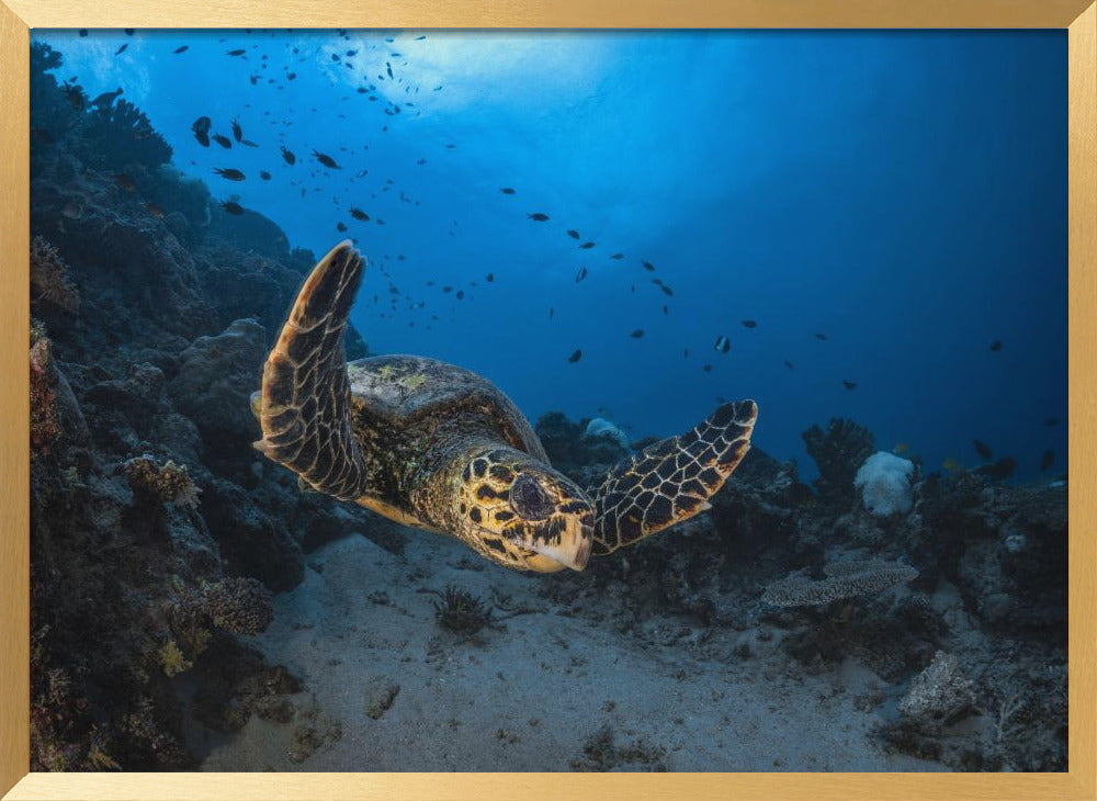 Hawksbill sea turtle Poster