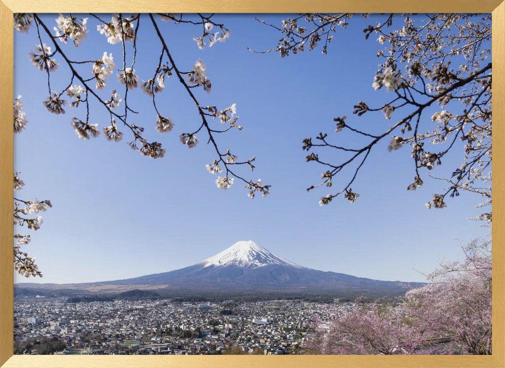 Fantastic view of Mount Fuji with cherry blossoms Poster