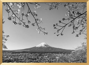 Fantastic view of Mount Fuji with cherry blossoms - monochrome Poster