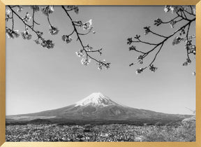 Fantastic panoramic view of Mount Fuji with cherry blossoms - monochrome Poster