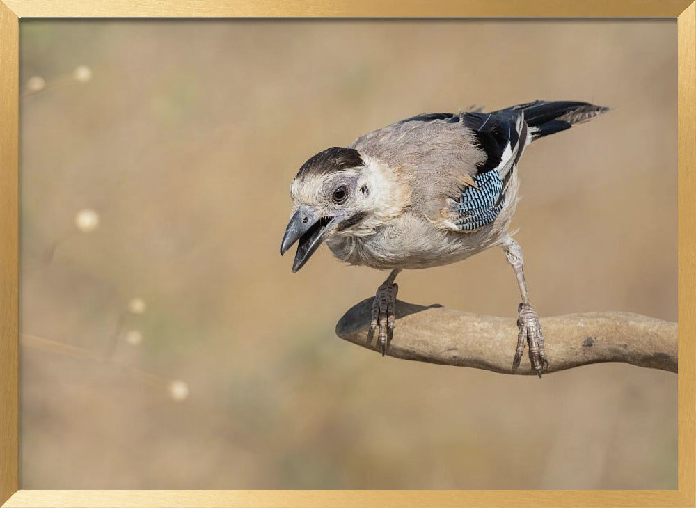 Garrulus glandarius Poster