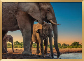 Elephant Family Poster