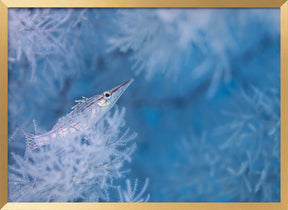 Longnose hawkfish Poster