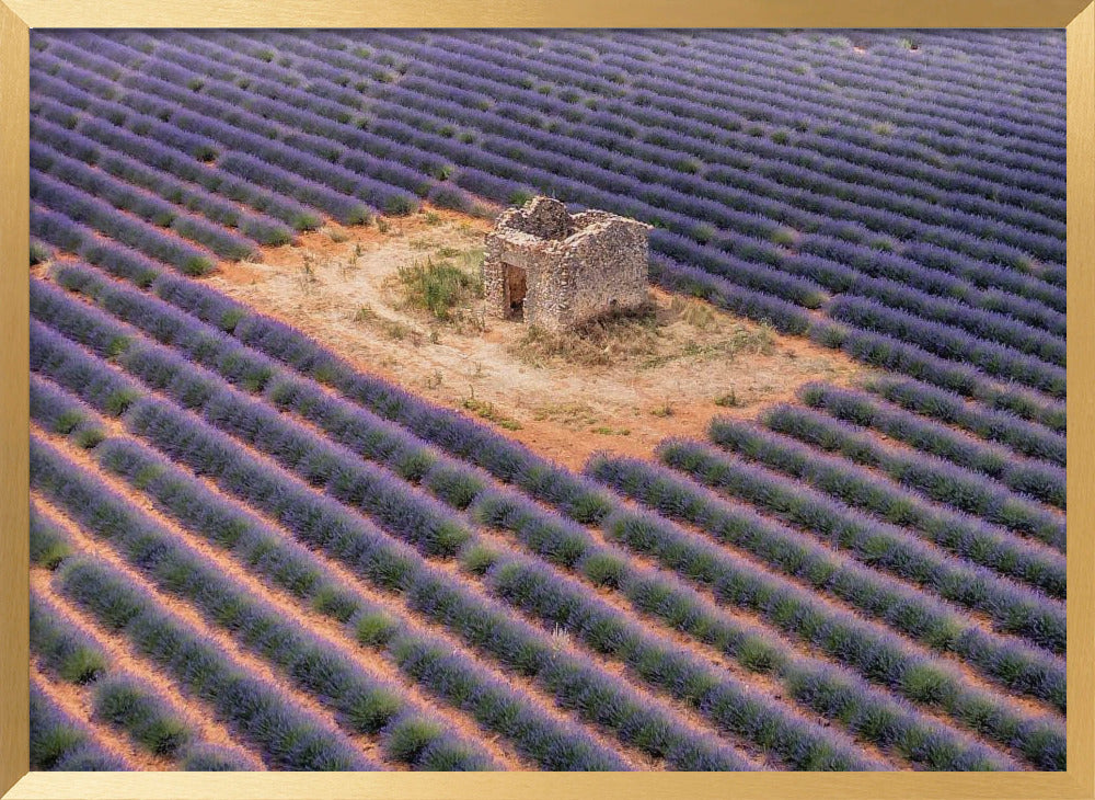 Lavender field from above Poster