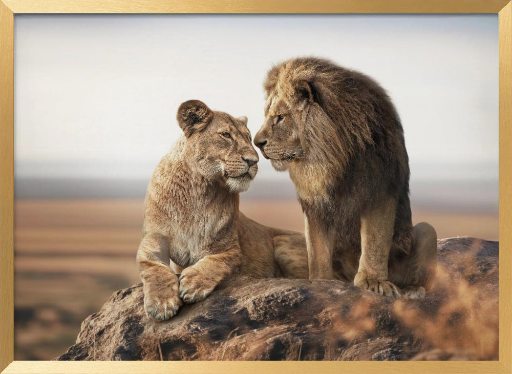 LionLove Poster