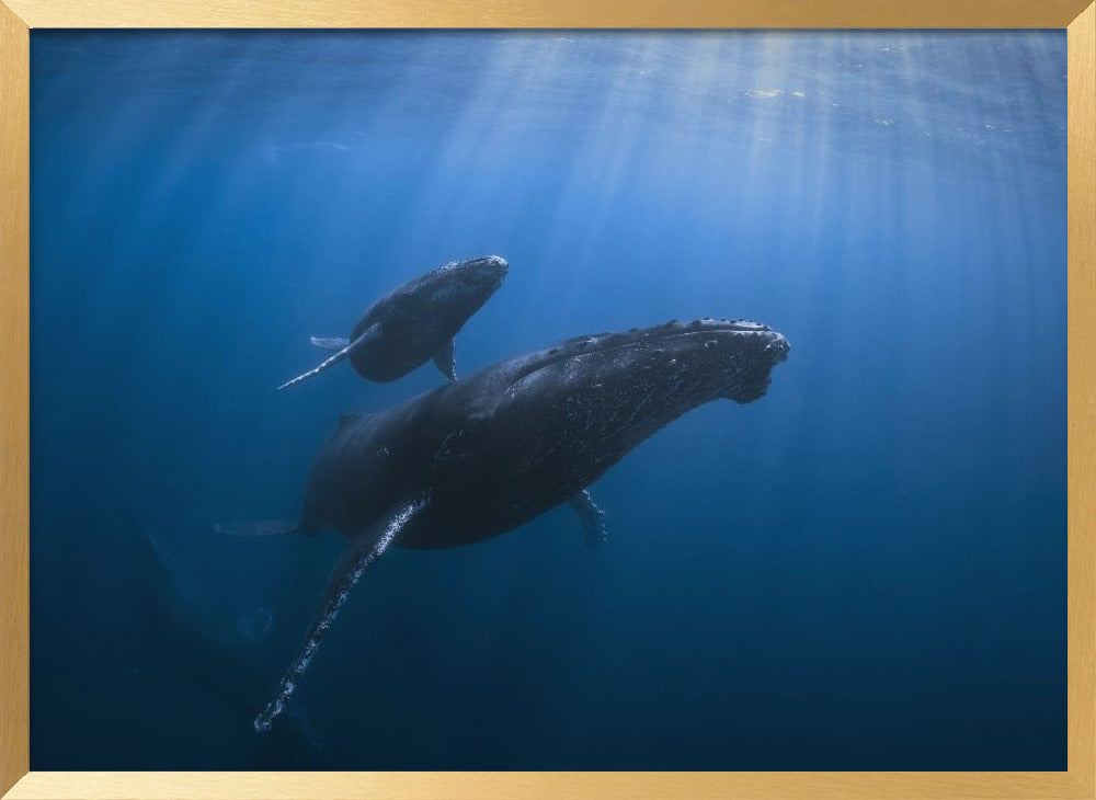 Calf and Mother of the Sea Poster