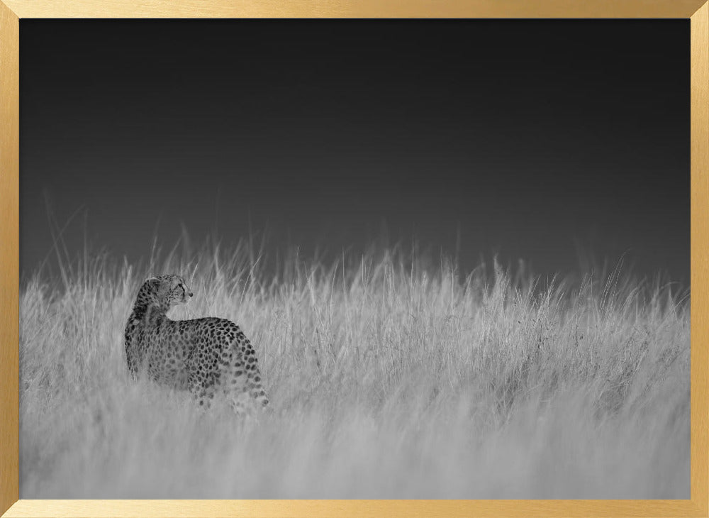 Portrait of a cheetah standing on grassy field Poster